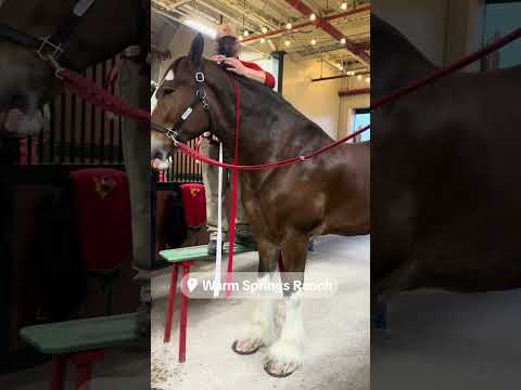 The Tallest Budweiser Clydesdale