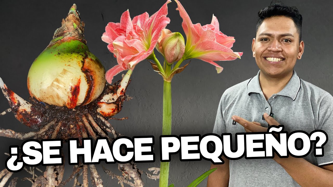 ¿Tu AMARILIS se hizo PEQUEÑO? 😱 Haz esto para ENGORDAR el bulbo