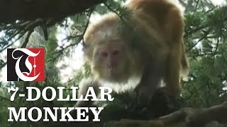 Shoot A Monkey For 7