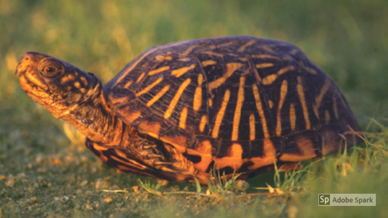 Ornate box turtle (houston mascot) YouTube