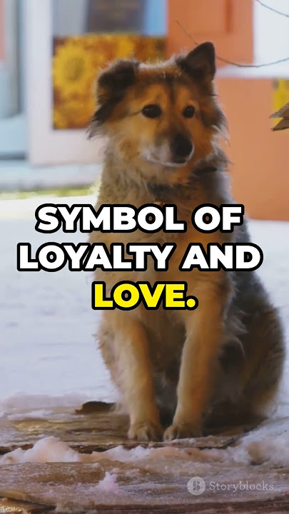 #hachiko#dog #animals Hachiko waited 9 years for his owner. A true symbol of loyalty and love.