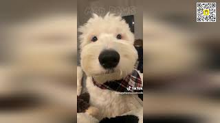 ✌️😎 Are You Ready for the Ultimate Dog Comedy Ghetto Humor Challenge? ✌️😎 screenshot 5