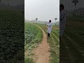 Gramer Rasta|Gramin Paribesh| Khile Gram|চাষের জমি #shortsfeed #travel #nature #Howrah
