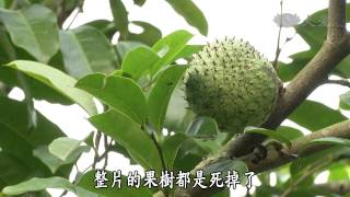 【草根菩提】20131227 - 368出去走走 - 六甲田中央