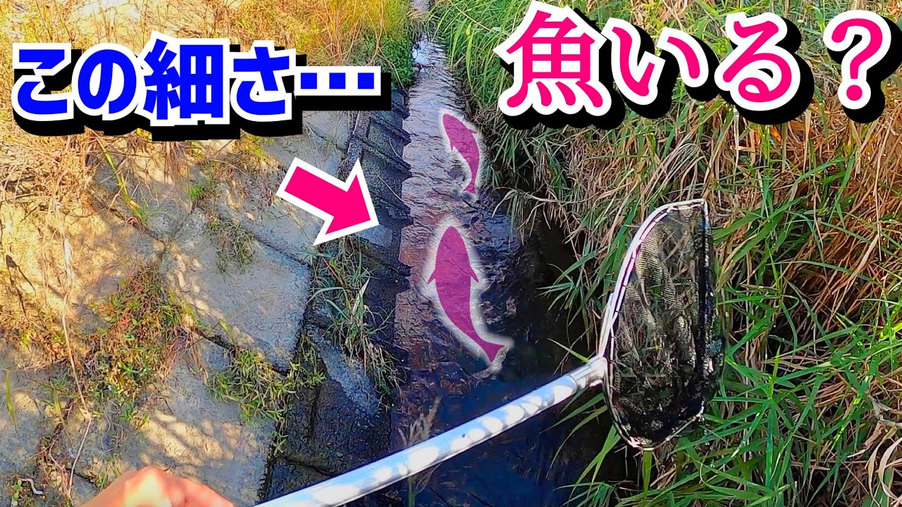 水路が減水して〇〇が大漁に？ほぼノーカットでお届け！