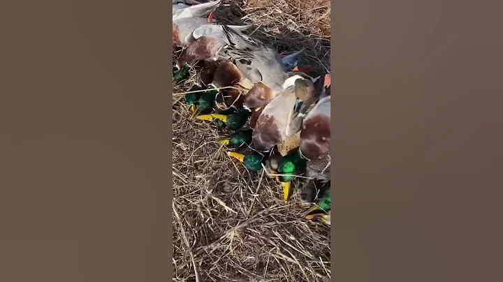 Christmas came a lil early #duckhunting #waterfowl...