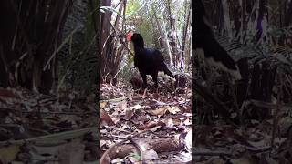 Majestoso Mutum Uma Visão Única Da Fauna Amazônica