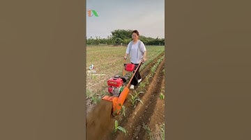 máy cày vun ngô.