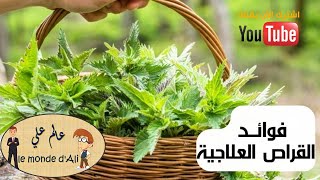 فوائد  طبية عجيبة لنبات القراص