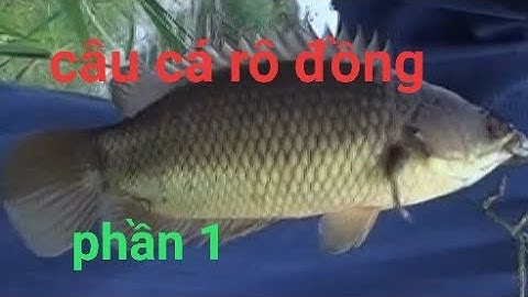 Câu Cá Trê, Cá Rô Buổi Chiều, Cá Ăn Cực Mạnh (Phần 1)/Gò Công TV