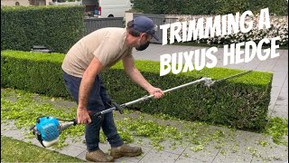 T A Buxus Hedge In Real Time.