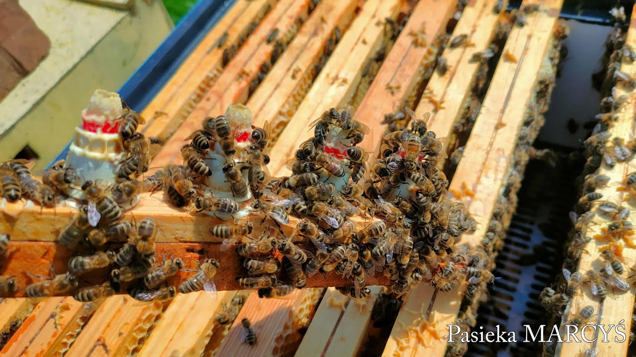 Poławianie pyłku, wychów matek pszczelich oraz przegląd odkładu.