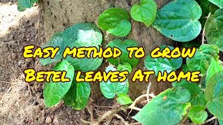 Grow Betel Paan Leaves At Home Easily