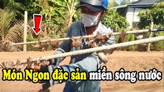 Cách Săn Bắt Chim Và Sơ Chế Món Ngon Đặc Sản Miền Sông Nước | Nguyễn Toàn Vlog