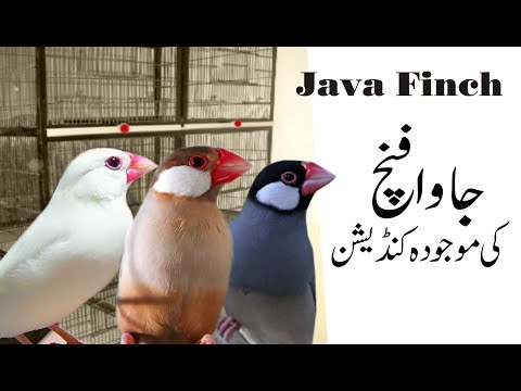 java finch latest information | bywaseem urdu/hindi