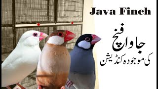 Details java finch latest information | bywaseem urdu/hindi Update