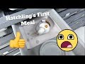 How I Feed My Hatchlings With High Success !! Feeding Ball Python Tips