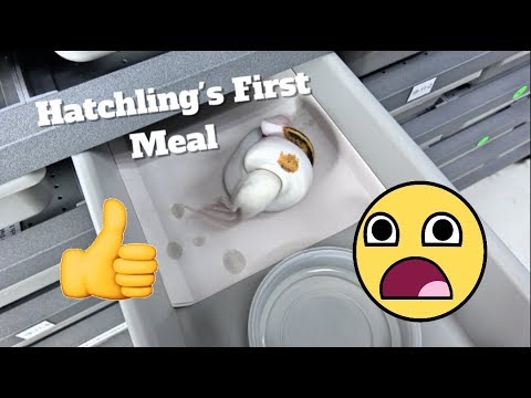 ball python breeders in ohio How I Feed My Hatchlings With High Success !! Feeding Ball Python Tips
