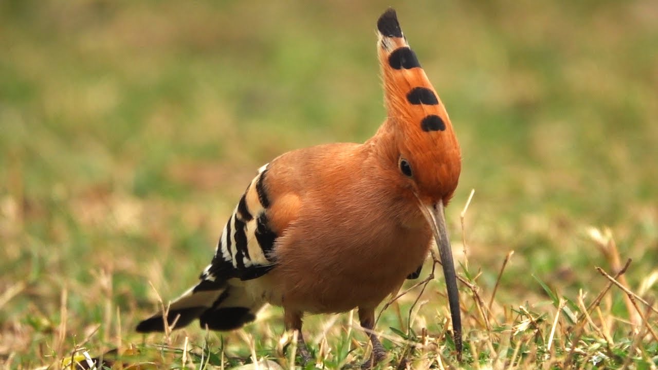 Hoopoe tossing some insects | Bharatpur