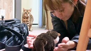 カワウソに懐かれて戸惑う子猫