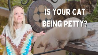 Why Do Cats Push Things off Tables: Unraveling Feline Mischief