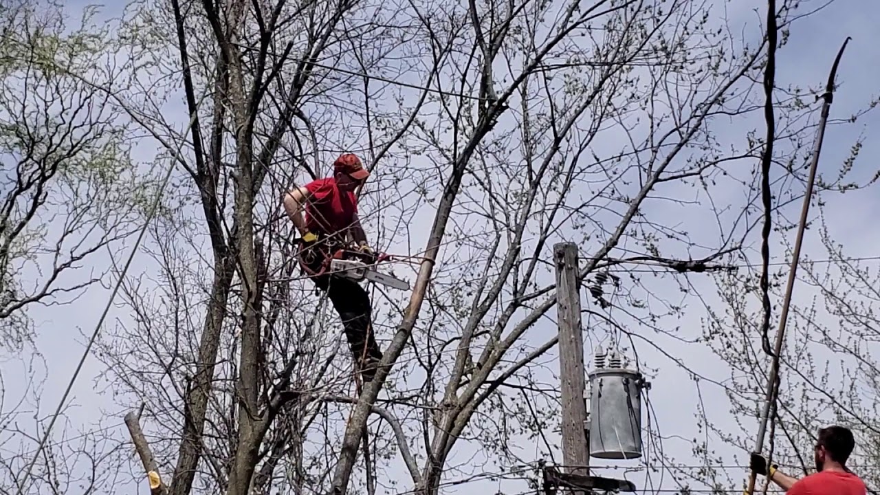 How to cut very tall tree YouTube