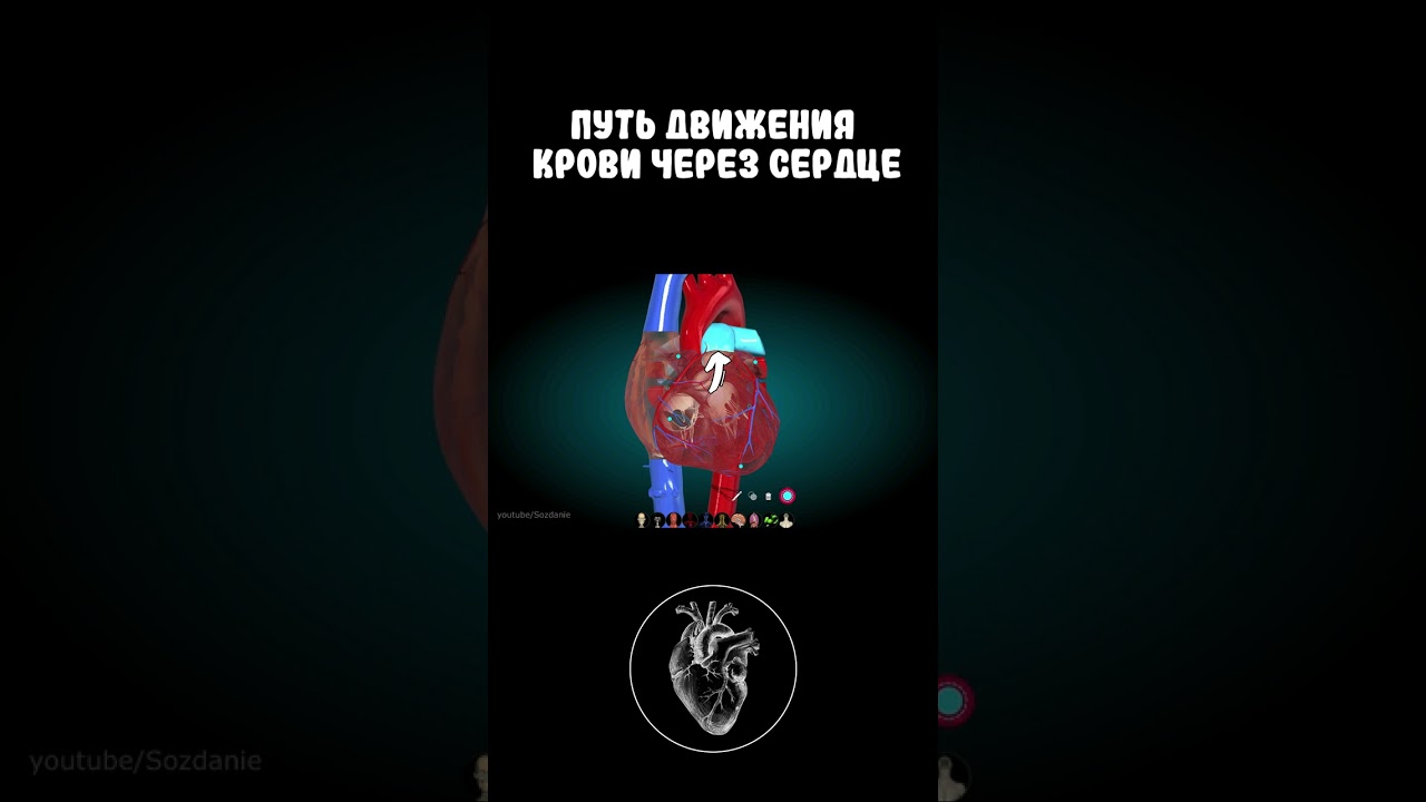 Движение крови через сердце #shorts #medicine