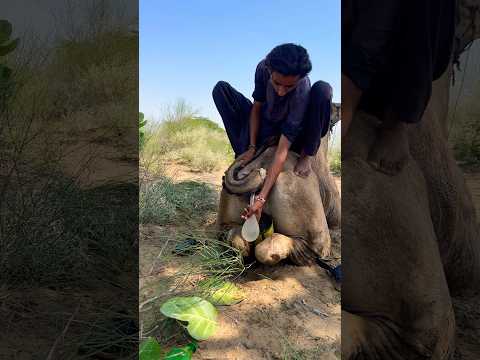 صبي شقي يلهو مع الناقة