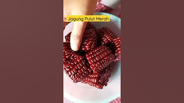 Jagung Pulut Merah #Shorts