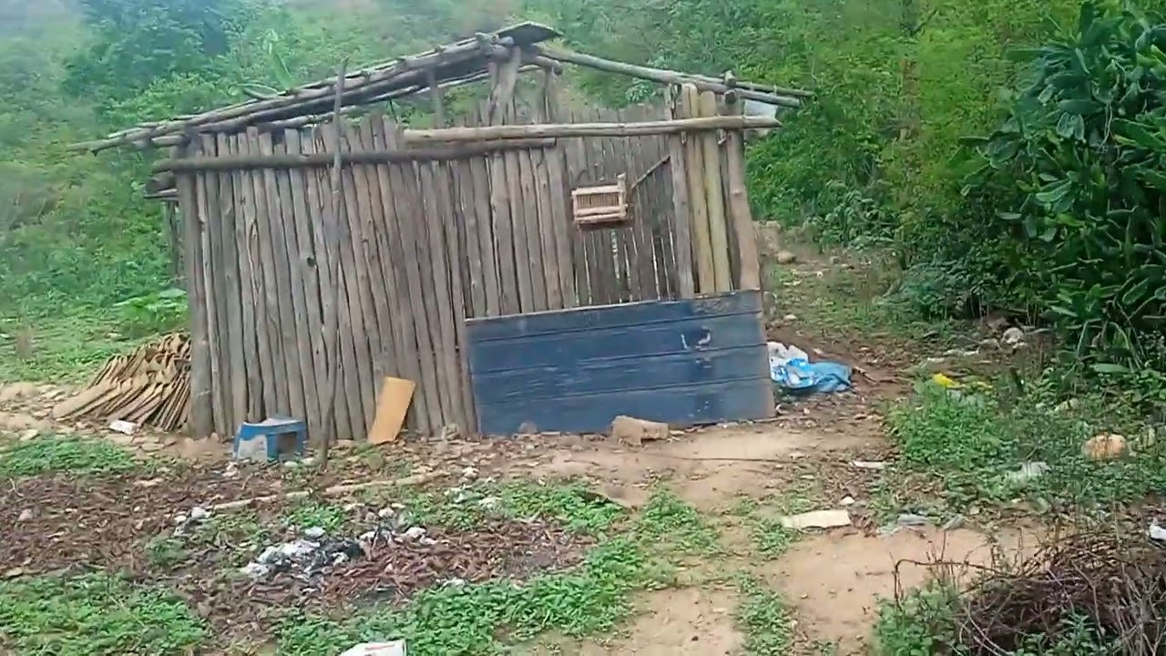 Pegando coleiro no alçapão 