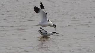 For the waders, spring is a restless season