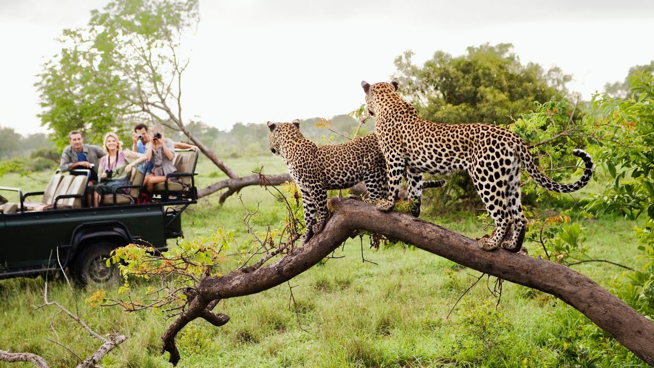 LEOPARD  AND TOURIST  PLAY AT MASAI MARA  NATIONAL RESERVE. 