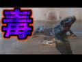 毒があるけど可愛らしいアカハライモリ【アクアリム】