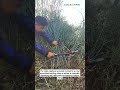Traditional Forage Harvesting: Manual Grass Collection #shorts