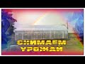 Собираю урожай с СУПЕР ТЕПЛИЦЫ | VOVANKRAN life