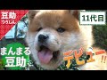 お水ちょぷちょぷの音がスキ♡11代目＜柴犬・豆柴＞