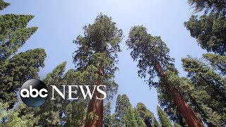 Saving sequoias from wildfires driven by climate change