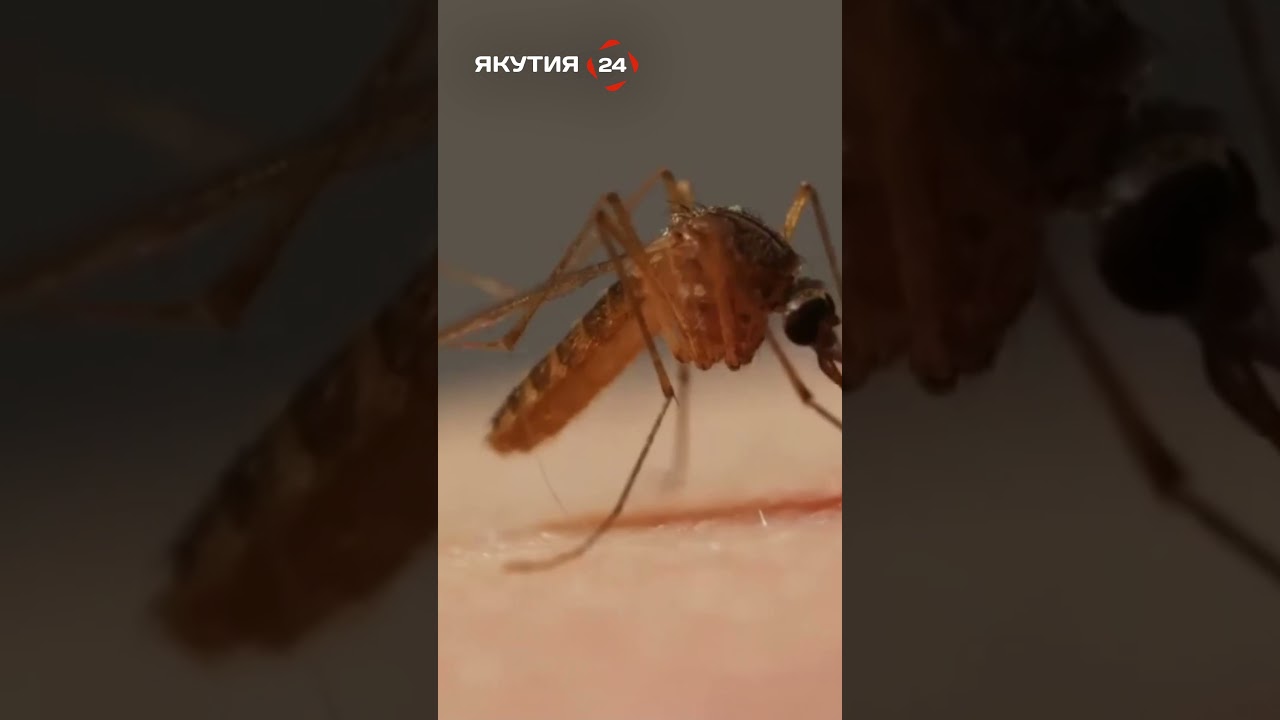 Лихорадка чикунгунья - новый коронавирус? 