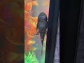 What a beautiful voice 🐟 #opera #fish #singer #funny #funnyvideo #funnyshorts #shorts