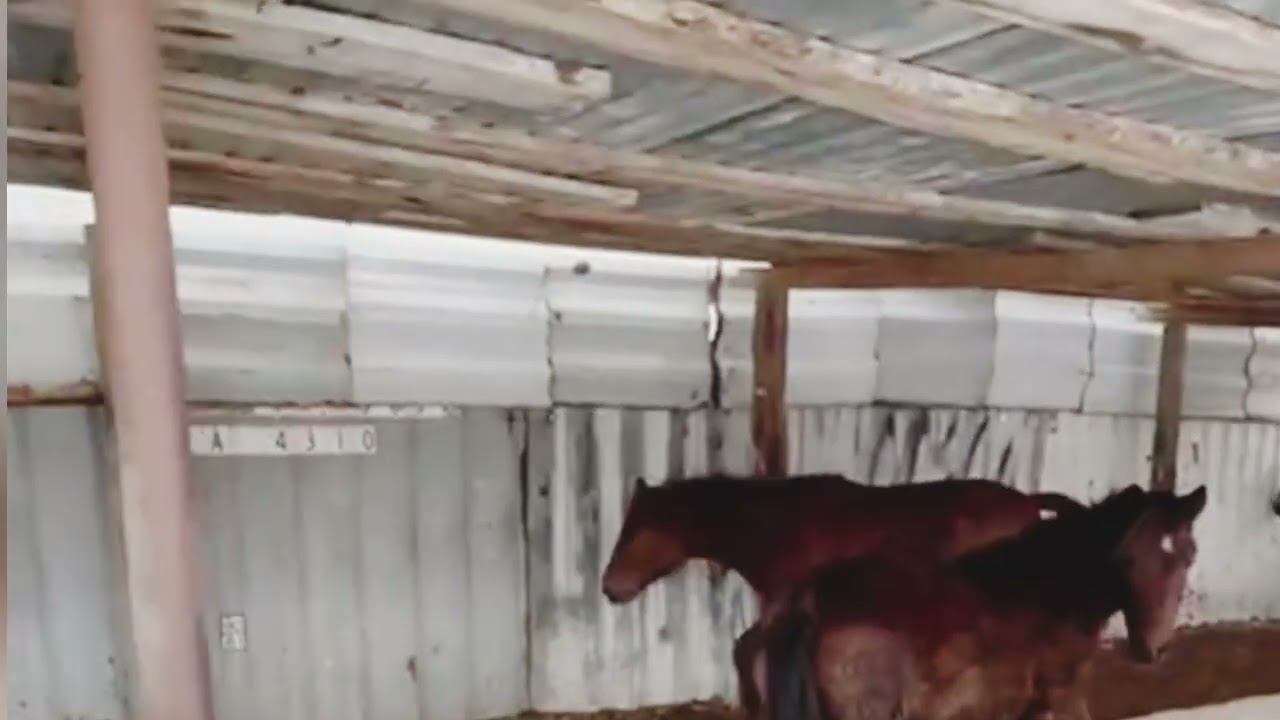 Schöne Grüße aus Kasachstan. 😍🥰🤩приветик из Казахстана. 