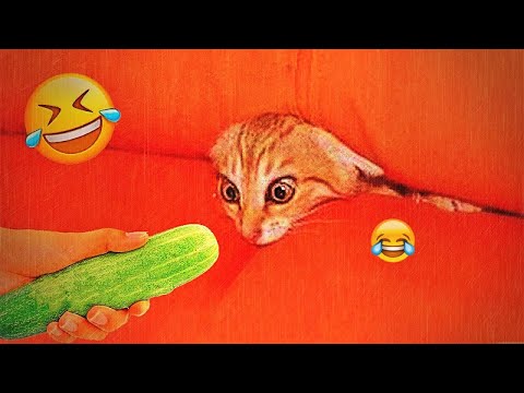 You Laugh You Lose😼🐶Funniest Dogs and Cats 2024😜😼🐶