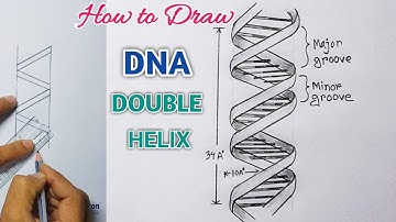 How To Draw DNA Double Helix Structure / DNA Structure Drawing Step by Step