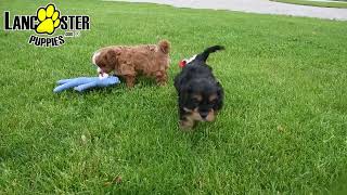 Lovable Cavapoo Puppies