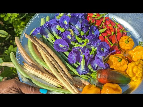Backyard blessings -Today's harvest
