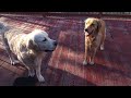 Golden Retrievers know how to have fun.🤣