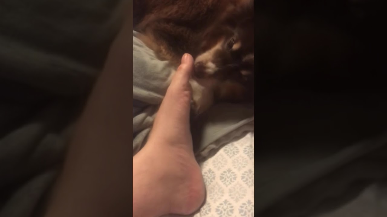 ASMR Lick battle Cola Vs. Gypsy 