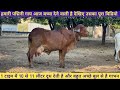 Our best Milking &amp; breeding Gir cow Padmini is going to give birth | 9081271242 | Gujarat Gir cow