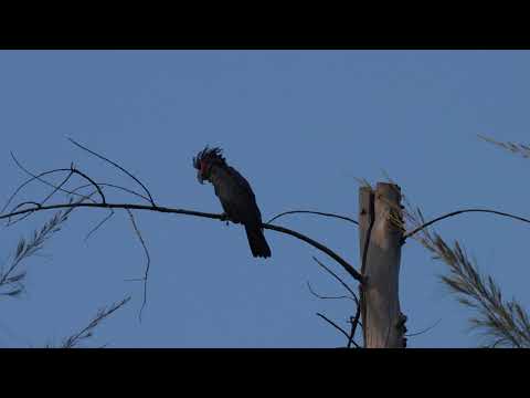 Palm Cockatoo (Probosciger aterrimus) near Fort Road Carpark