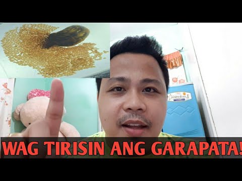 Video: Nabubuhay ba ang mga pulgas sa mga tao? Bakit mapanganib ang mga pulgas sa mga tao? Paano mapupuksa ang mga pulgas sa apartment?