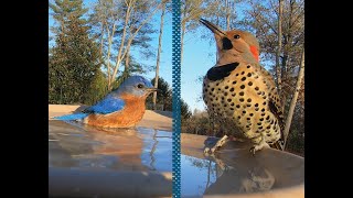 A Northern Cardinal, a Northern Flicker, Eastern Bluebirds, & More Birds at the Bath by Matthew De Seguirant  7,020 views 4 months ago 7 minutes, 21 seconds